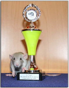 tamme rat wint tentoonstelling